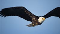 Eagle